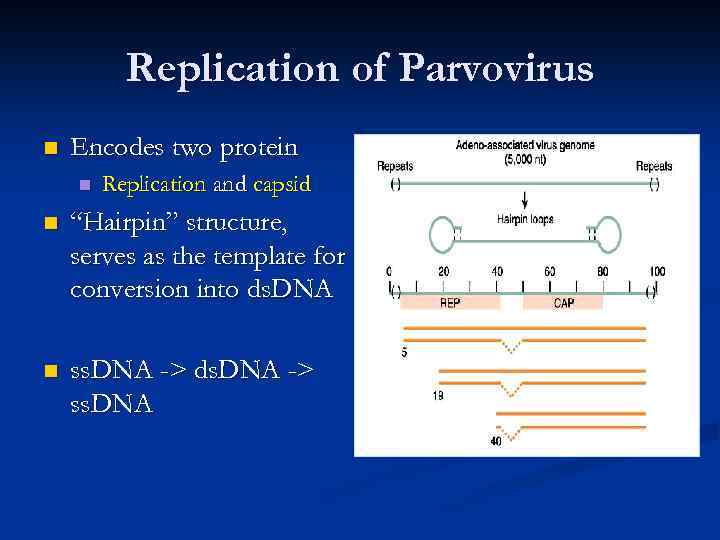 Replication of Parvovirus n Encodes two protein n Replication and capsid n “Hairpin” structure,