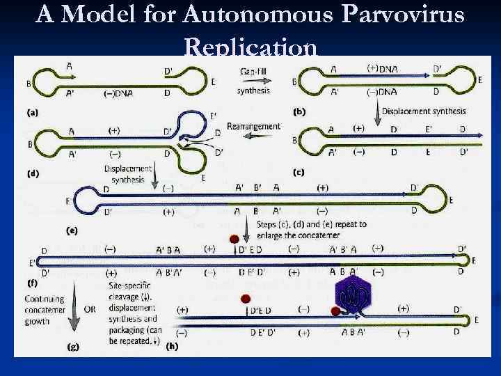 A Model for Autonomous Parvovirus Replication 