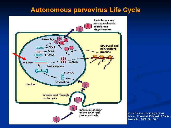 Autonomous parvovirus Life Cycle From Medical Microbiology, 5 th ed. , Murray, Rosenthal, Kobayashi