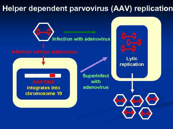 Helper dependent parvovirus (AAV) replication Infection with adenovirus Infection without adenovirus Lytic replication AAV