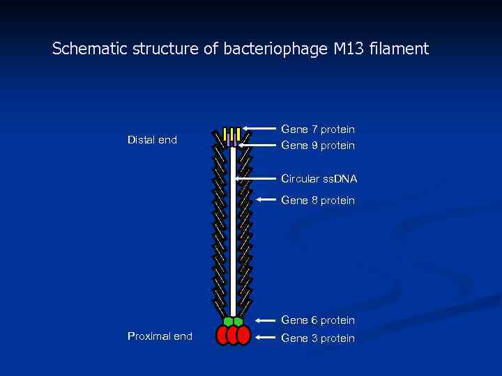 Schematic structure of bacteriophage M 13 filament Distal end Gene 7 protein Gene 9