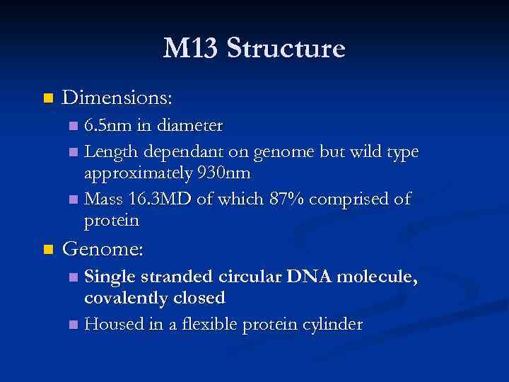 M 13 Structure n Dimensions: 6. 5 nm in diameter n Length dependant on
