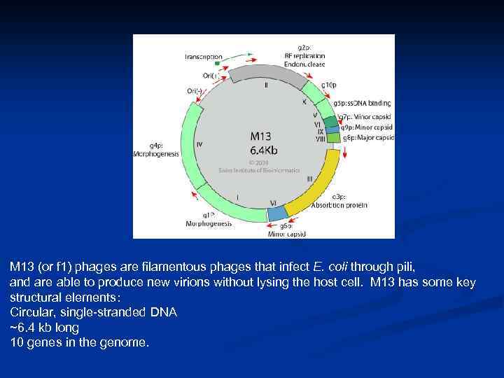 M 13 (or f 1) phages are filamentous phages that infect E. coli through