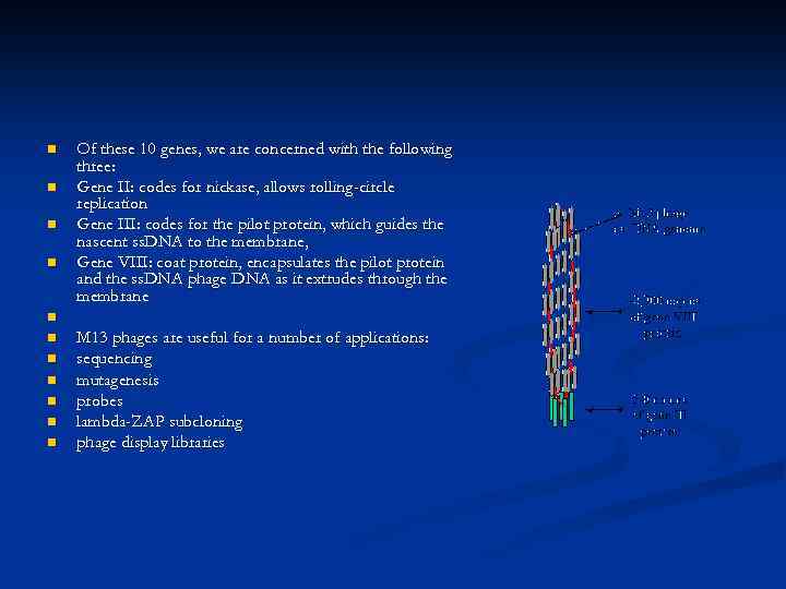 n n Of these 10 genes, we are concerned with the following three: Gene