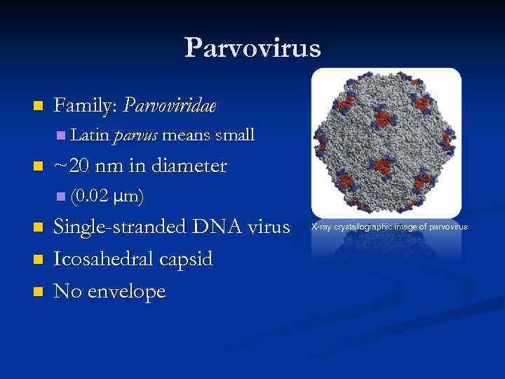 Parvovirus n Family: Parvoviridae n Latin parvus means small n ~20 nm in diameter
