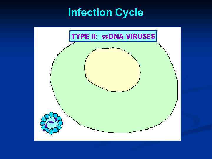 Infection Cycle 
