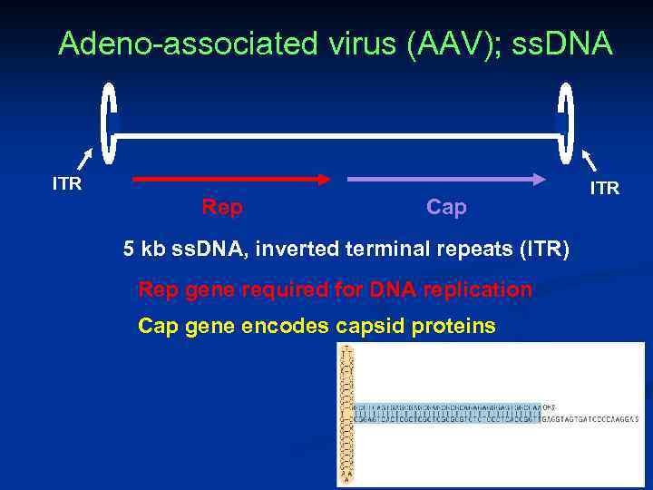 Adeno-associated virus (AAV); ss. DNA ITR Rep Cap 5 kb ss. DNA, inverted terminal