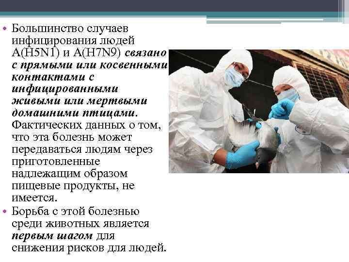  • Большинство случаев инфицирования людей А(H 5 N 1) и A(H 7 N