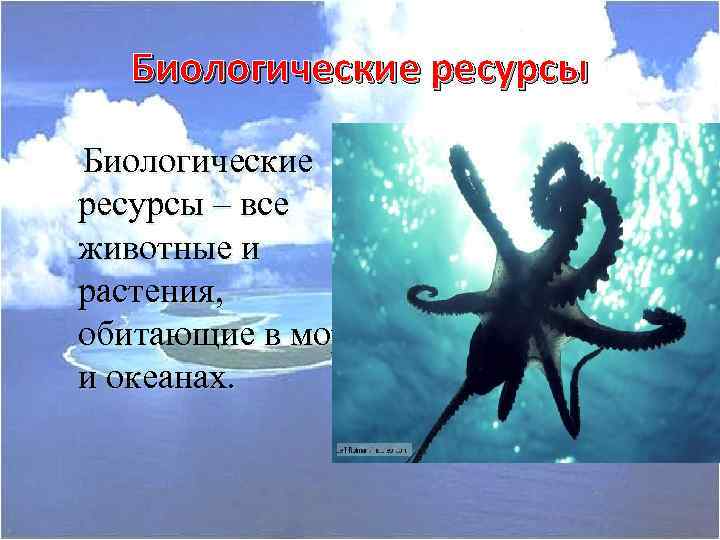 Биологические ресурсы – все животные и растения, обитающие в морях и океанах. 