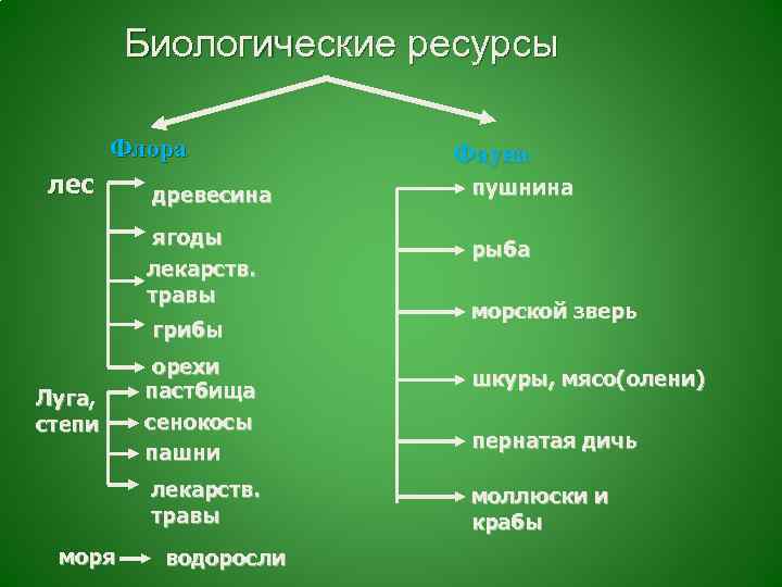 Презентация биологические ресурсы россии