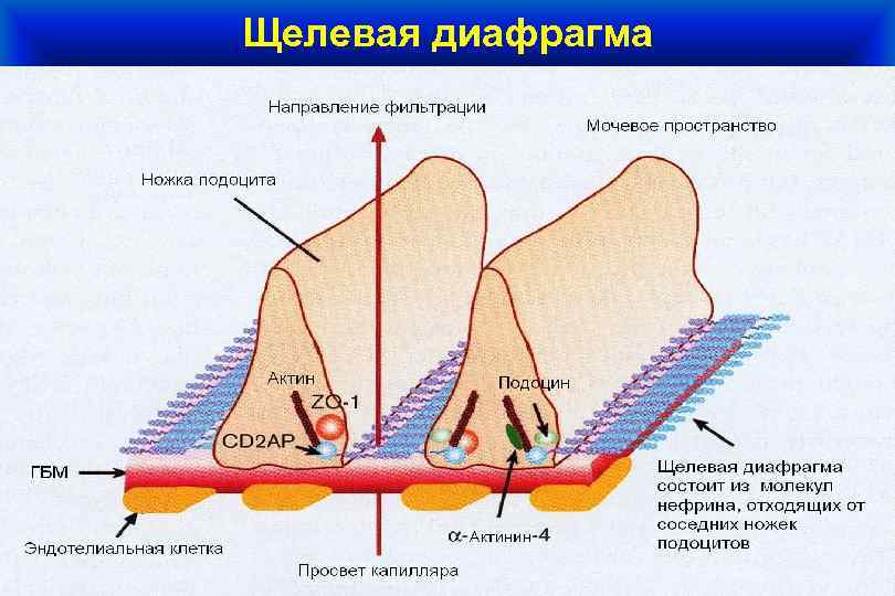 Щелевая диафрагма 