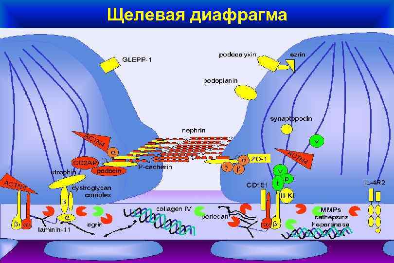 Щелевая диафрагма 