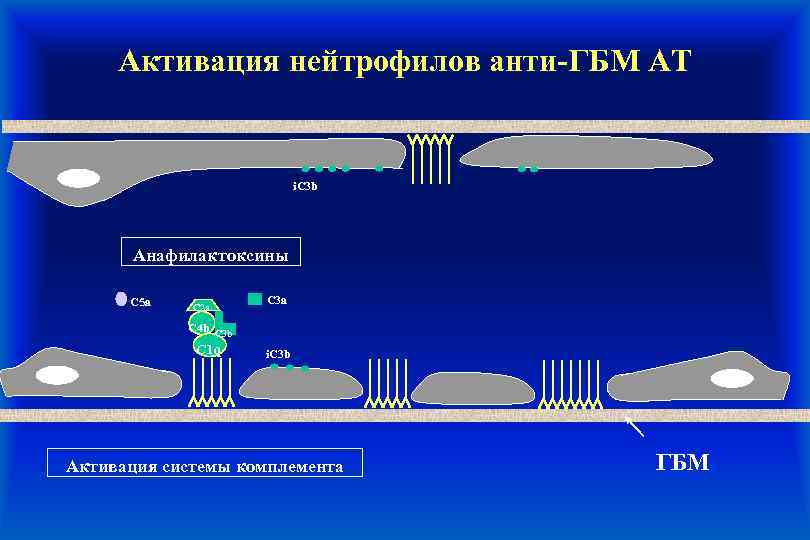Активация нейтрофилов анти-ГБМ АТ i. C 3 b Анафилактоксины C 5 a C 2