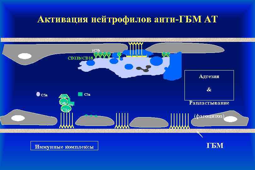 Активация нейтрофилов анти-ГБМ АТ i. C 3 b CD 11 b/CD 18 Адгезия C