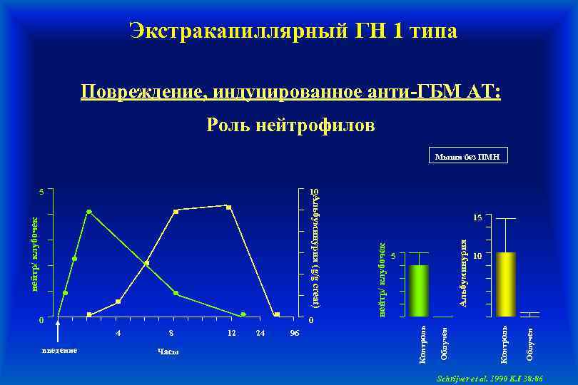 Экстракапиллярный ГН 1 типа Повреждение, индуцированное анти-ГБМ АТ: Роль нейтрофилов Мыши без ПМН 10