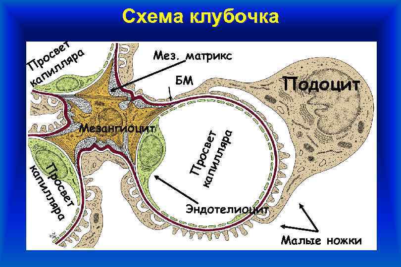 Схема клубочка Мез. матрикс Мезангиоцит БМ Подоцит т ве ос ра Пр лля пи