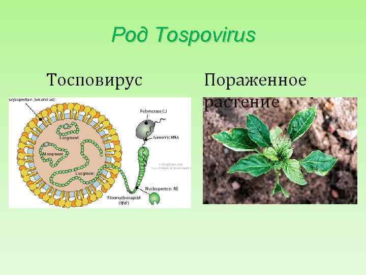 Род Tospovirus Тосповирус Пораженное растение 