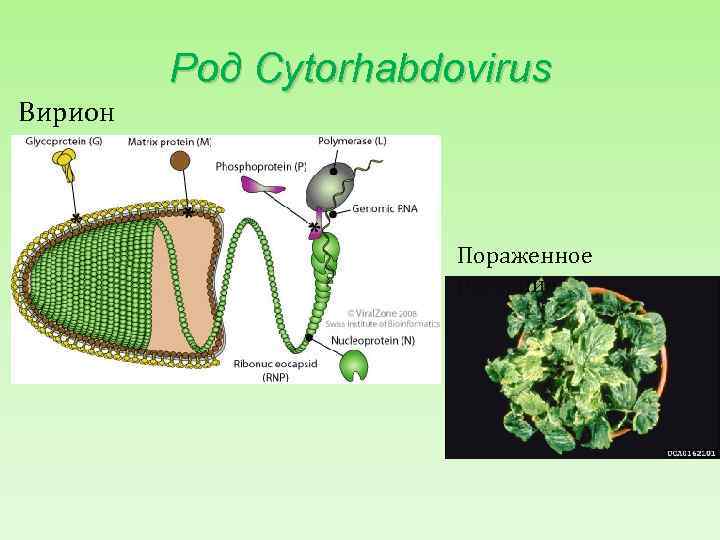 Род Cytorhabdovirus Вирион Пораженное растение 