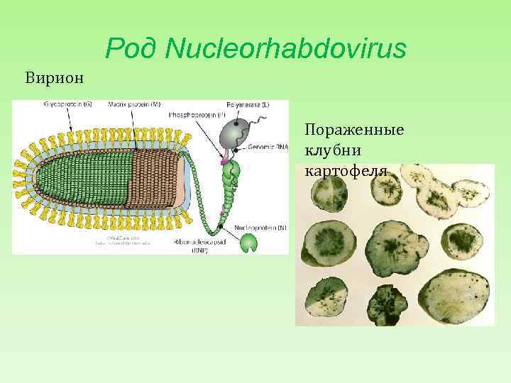 Род Nucleorhabdovirus Вирион Пораженные клубни картофеля 
