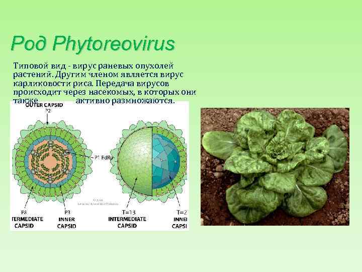 Род Phytoreovirus Типовой вид - вирус раневых опухолей растений. Другим членом является вирус карликовости