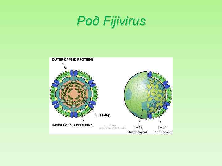 Род Fijivirus 