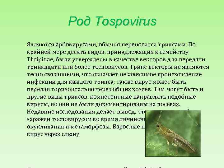 Род Tospovirus Являются арбовирусами, обычно переносятся трипсами. По крайней мере десять видов, принадлежащих к