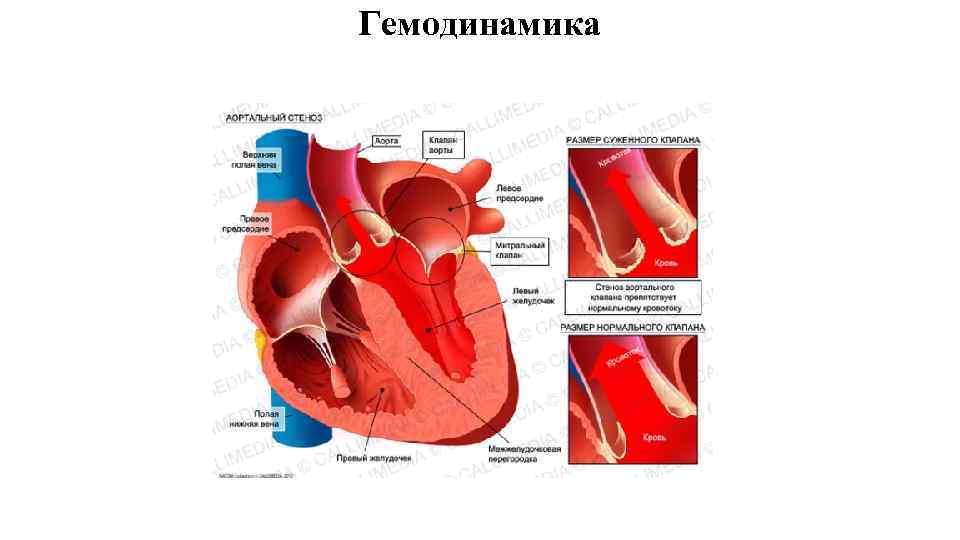 Гемодинамика 