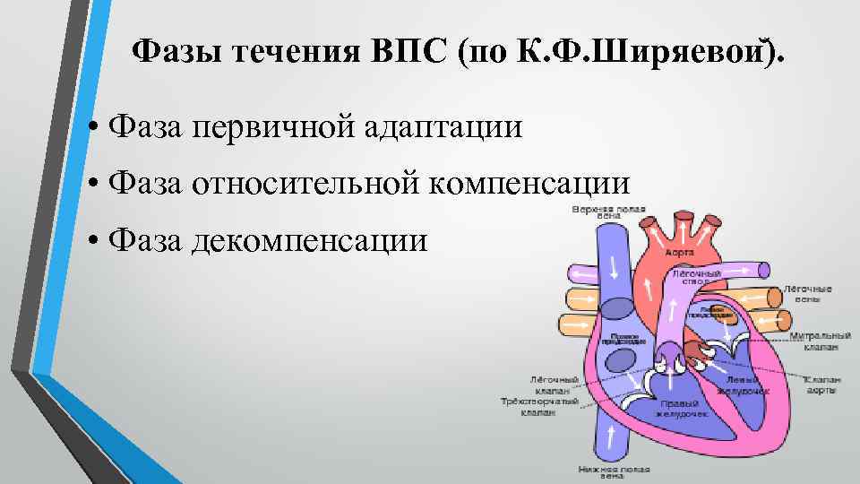 Фазы течения ВПС (по К. Ф. Ширяевои ). • Фаза первичной адаптации • Фаза