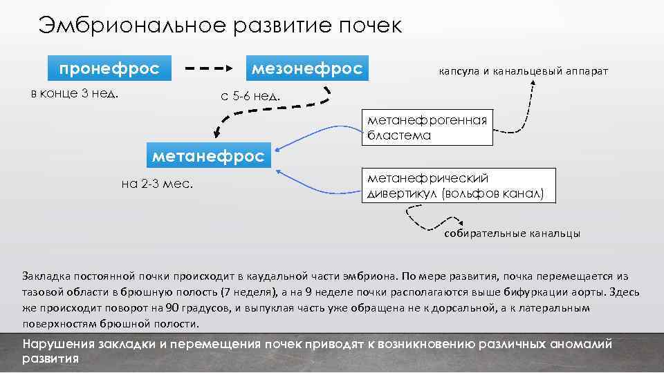 Эмбриональное развитие почек пронефрос в конце 3 нед. мезонефрос капсула и канальцевый аппарат с