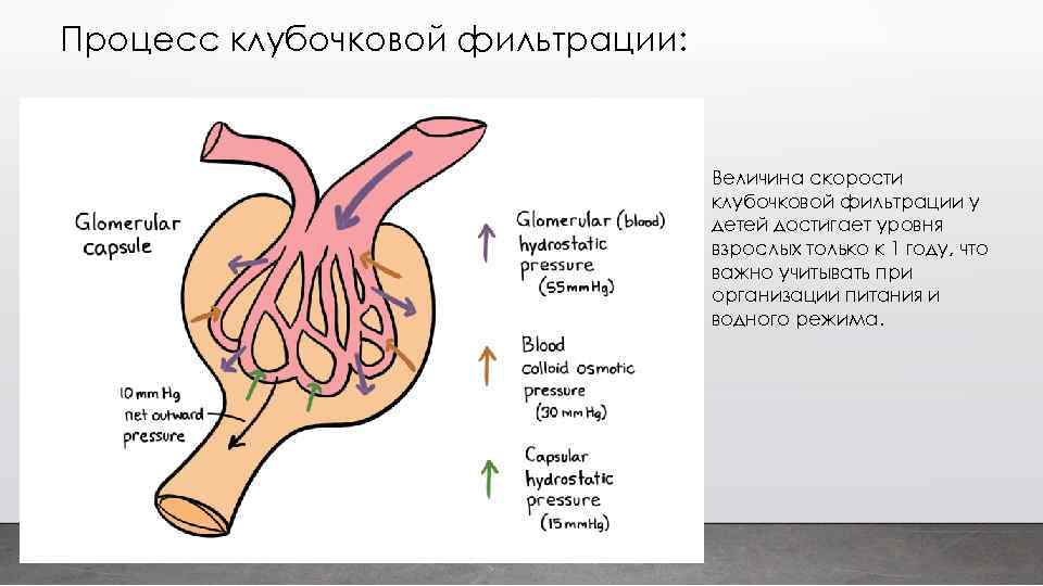 Процесс клубочковой фильтрации: Величина скорости клубочковой фильтрации у детей достигает уровня взрослых только к