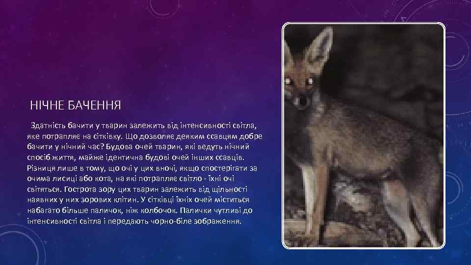 НІЧНЕ БАЧЕННЯ Здатність бачити у тварин залежить від інтенсивності світла, яке потрапляє на сітківку.
