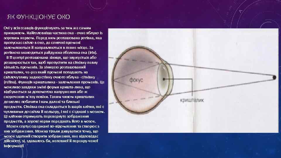 ЯК ФУНКЦІОНУЄ ОКО Очі у всіх ссавців функціонують за тим же самим принципом. Найголовніша