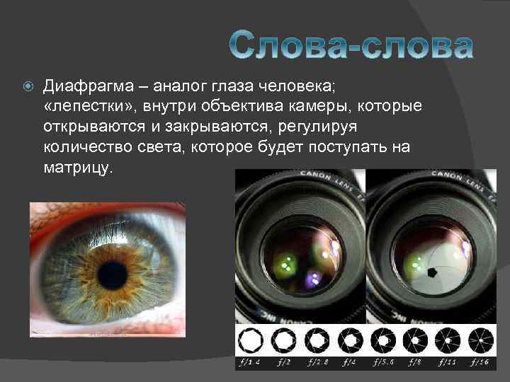  Диафрагма – аналог глаза человека; «лепестки» , внутри объектива камеры, которые открываются и