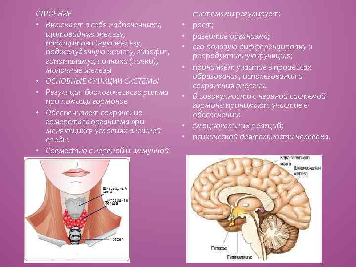 СТРОЕНИЕ • Включает в себя надпочечники, щитовидную железу, паращитовидную железу, поджелудочную железу, гипофиз, гипоталамус,