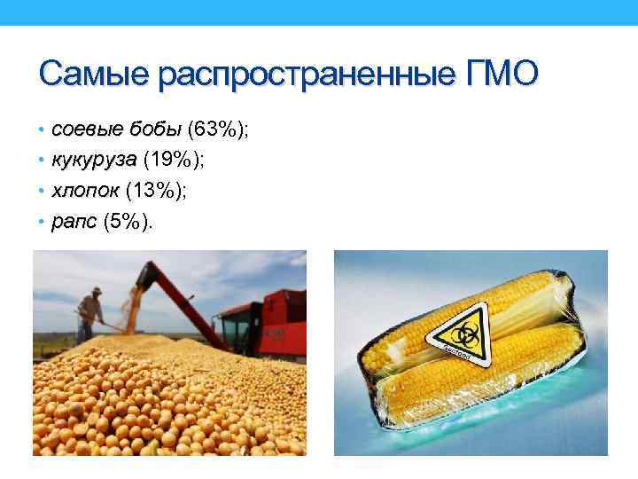 Самые распространенные ГМО • соевые бобы (63%); • кукуруза (19%); • хлопок (13%); •