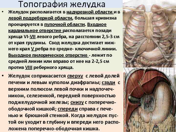 Топография желудка • Желудок располагается в надчревной области и в левой подреберной области, большая