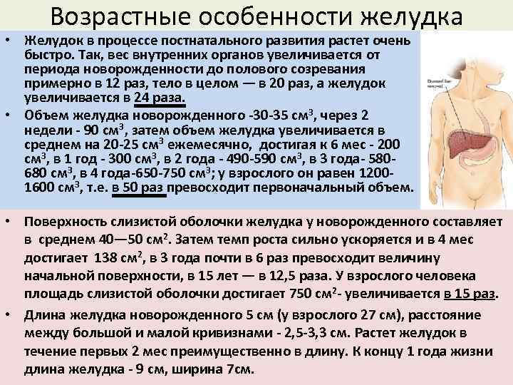 Возрастные особенности анатомии. Возрастные особенности желудка анатомия. Возрастные изменения желудка. Возрастные изменения жел. Возрастные особенности ЖКТ.