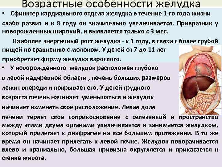 Возрастные особенности желудка • Сфинктер кардиального отдела желудка в течение 1 -го года жизни