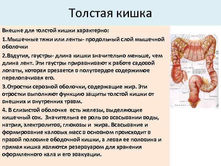 Полип толстой кишки фото