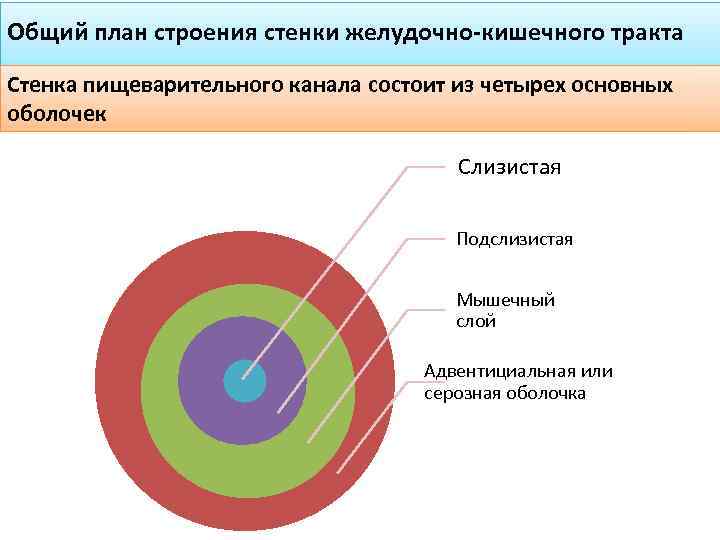 Какие три слоя различают в стенке пищеварительного тракта