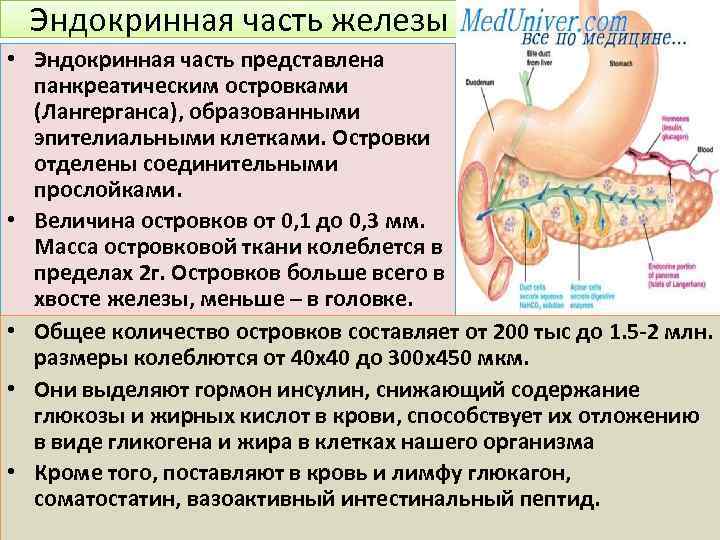 Опишите строение поджелудочной железы по плану