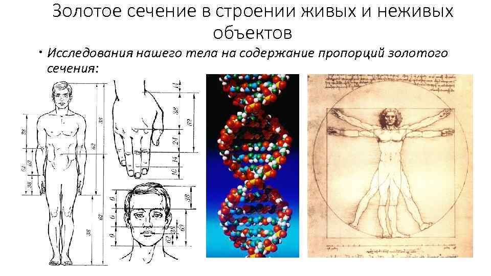 Золотое сечение в строении живых и неживых объектов Исследования нашего тела на содержание пропорций