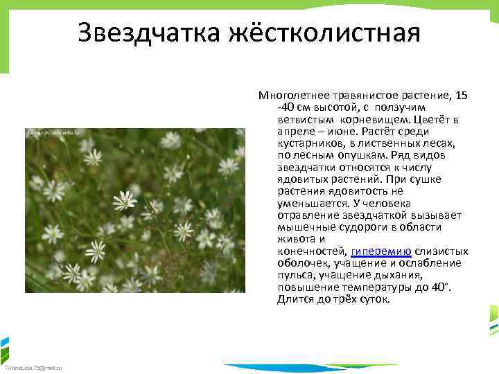 Звездчатка жёстколистная Многолетнее травянистое растение, 15 -40 см высотой, с ползучим ветвистым корневищем. Цветёт