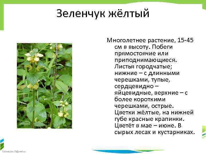 Зеленчук жёлтый Многолетнее растение, 15 -45 см в высоту. Побеги прямостоячие или приподнимающиеся. Листья