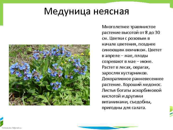 Растение медуница лекарственная фото и описание