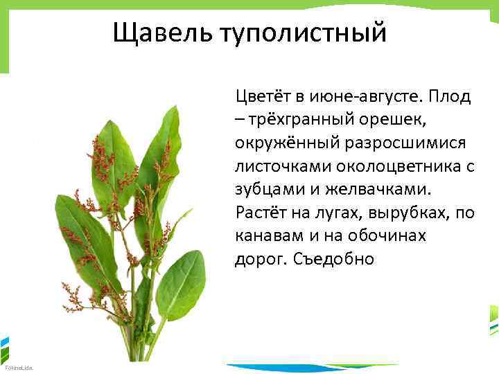 Щавель туполистный Цветёт в июне-августе. Плод – трёхгранный орешек, окружённый разросшимися листочками околоцветника с