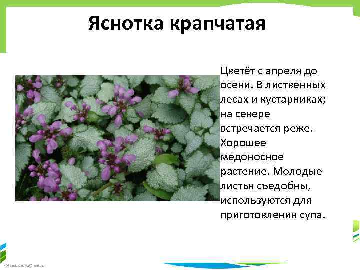 Яснотка крапчатая Цветёт с апреля до осени. В лиственных лесах и кустарниках; на севере