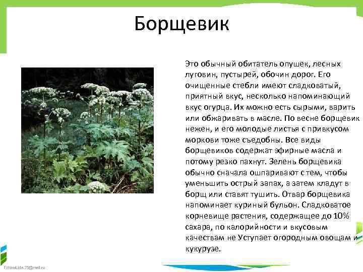 Борщевик Это обычный обитатель опушек, лесных луговин, пустырей, обочин дорог. Его очищенные стебли имеют