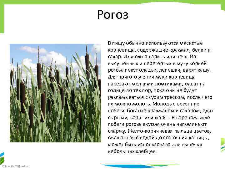 Рогоз В пищу обычно используются мясистые корневища, содержащие крахмал, белки и сахар. Их можно