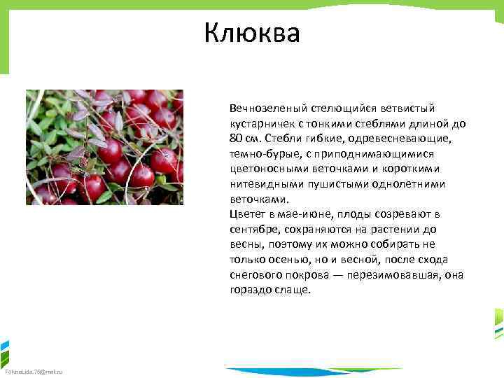 Клюква Вечнозеленый стелющийся ветвистый кустарничек с тонкими стеблями длиной до 80 см. Стебли гибкие,